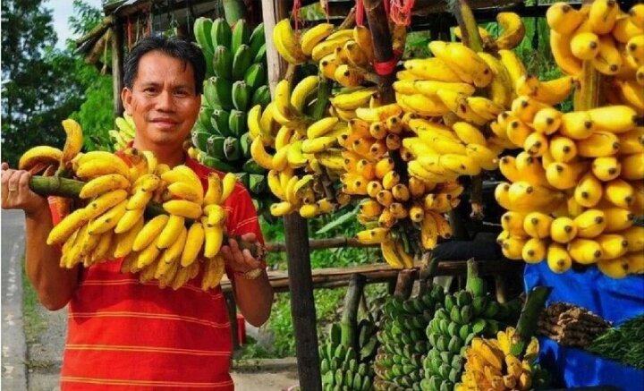 В Эквадоре признали, что некуда девать бананы после отказа России их покупать