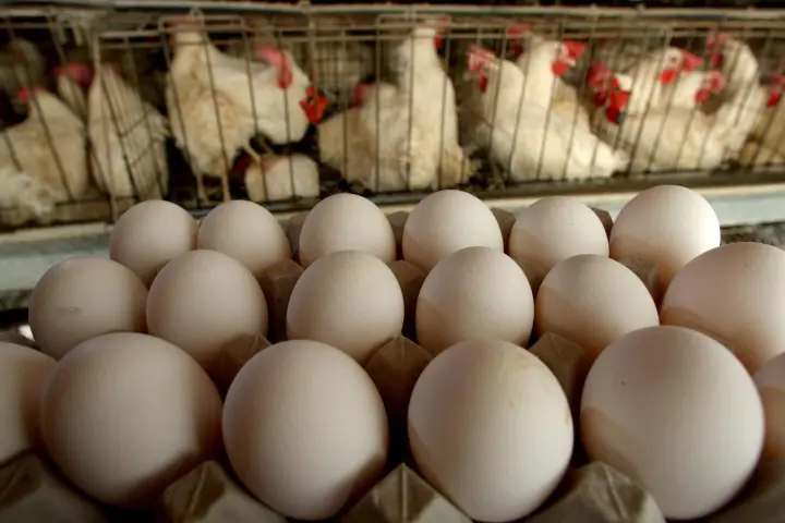 Куриный вопрос: российских куроводов уличили в картельном сговоре по ценам на яйца