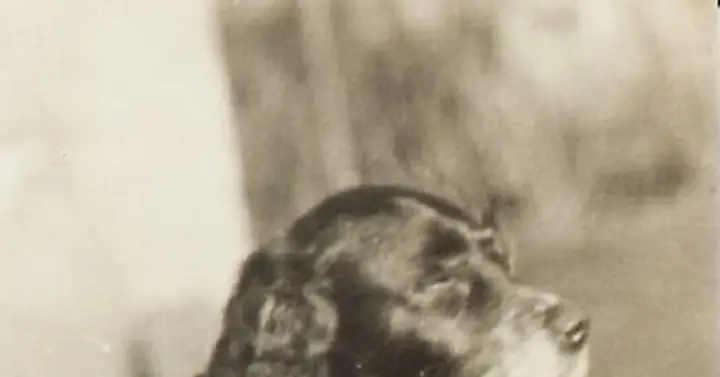 Как пёс Трезор спас от голода 16 человек⁠⁠ в Блокадном Ленинграде