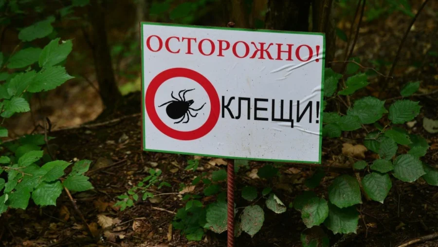 Более полумиллиона укушенных: в России началась осенняя волна активности клещей
