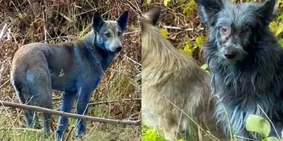 В Чернобыле заметили собак с синей шерстью: загадка зоны отчуждения