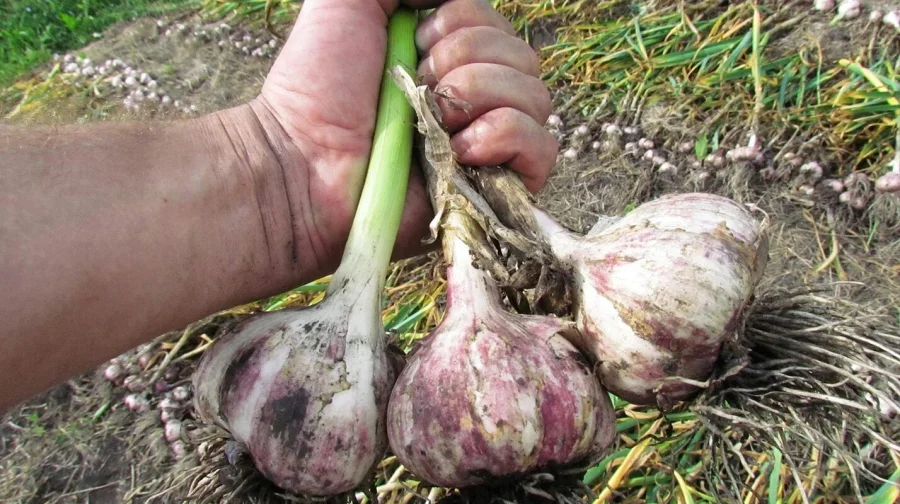 Учёные выяснили, как выдержанный чеснок помогает сохранить память