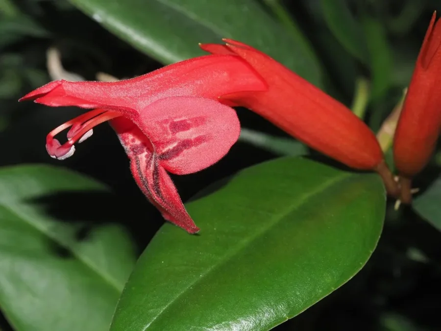 Против правил: найден цветок, разрушающий классическую модель эволюции