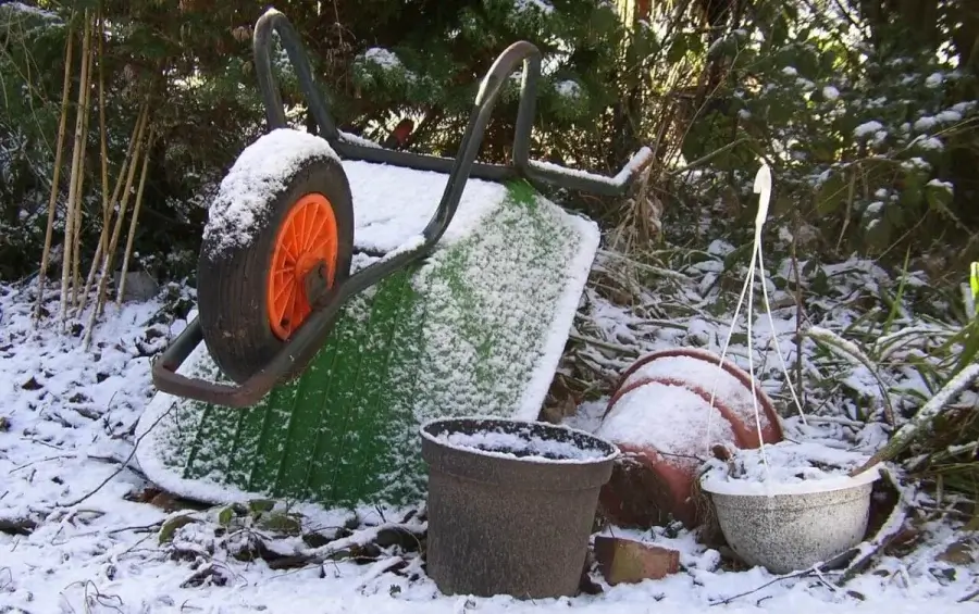 Зима проверяет сад на прочность: эксперт назвал главные ошибки дачников и способы спасти растения от морозов