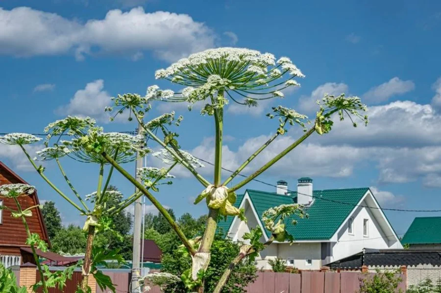 С 1 марта ужесточаются правила: новые штрафы для водителей, бизнеса и владельцев участков