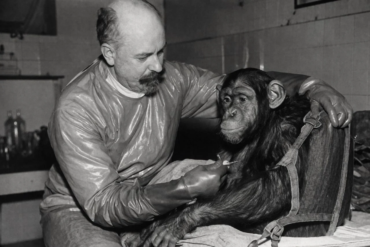 Секретный гибрид Сталина: зачем советский биолог пытался скрестить человека и шимпанзе?