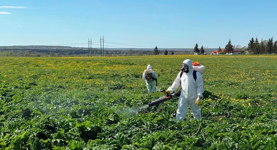 Дачникам приготовиться: как не получить штраф за борщевик по новым правилам 2026 года