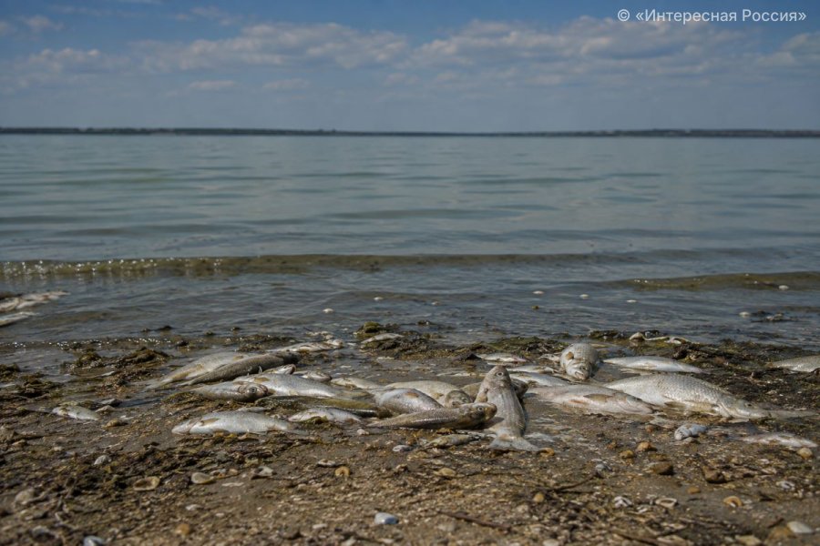 Азовское море потеряло половину видов рыб: учёные ЮНЦ РАН назвали главную причину