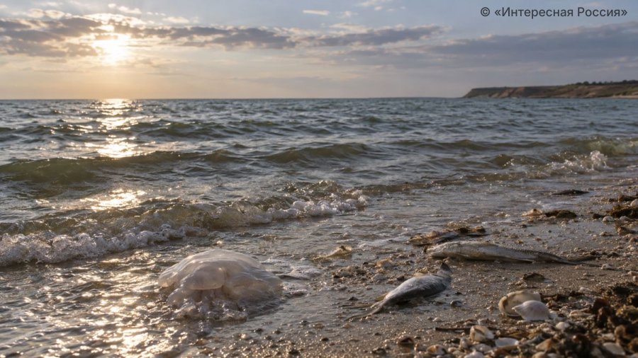 Азовское море стало самым солёным за 150 лет наблюдений — данные ЮНЦ РАН