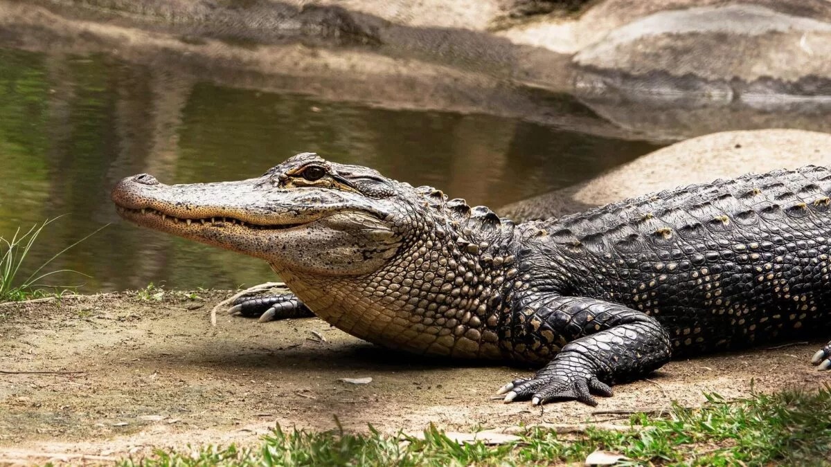 Тело утонувшего в реке ребенка вытащил и отдал родителям крокодил